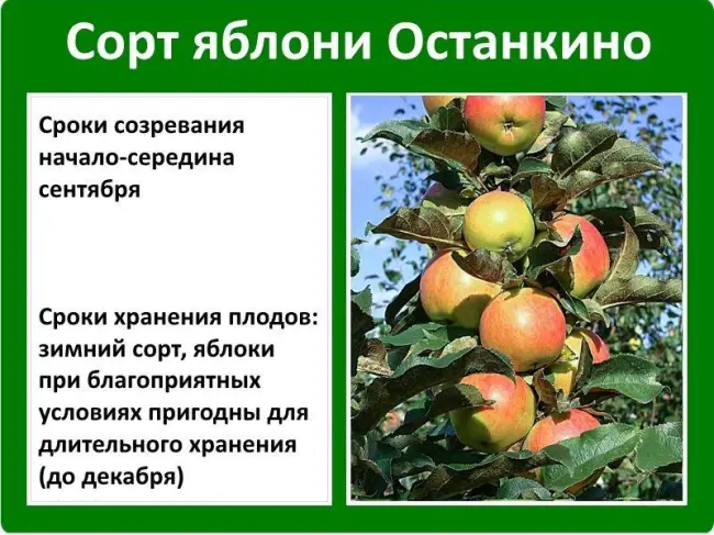 Особенности выращивания и ухода за колоновидной яблоней сорта Останкино