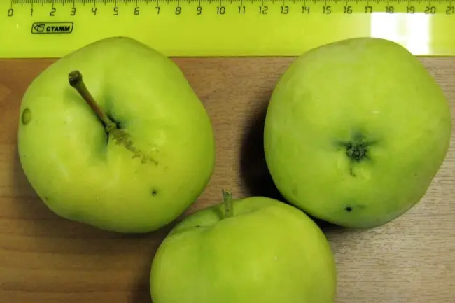 Описание сорта яблони Папироянтарное: фото яблок, важные характеристики, урожайность с дерева