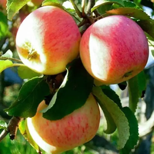Характеристика и особенности сорта яблони Пепин шафранный. Правильный уход, борьба с болезнями, условия хранения и применение в кулинарии.