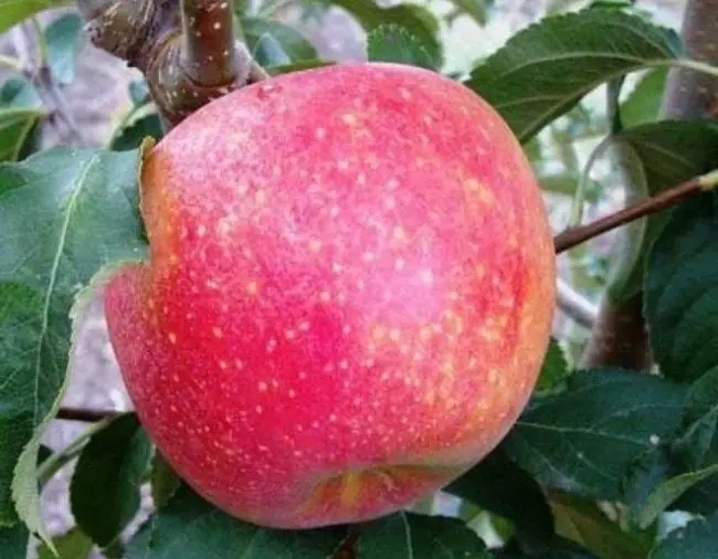 Сорт яблони Пинова: фото, отзывы, описание, характеристики.