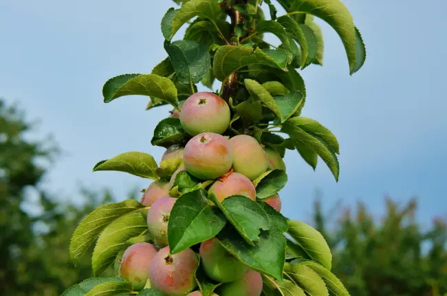 Яблоня пирамидальная описание сорта — Колоновидная яблоня: описание, фото, выращивание, сорта