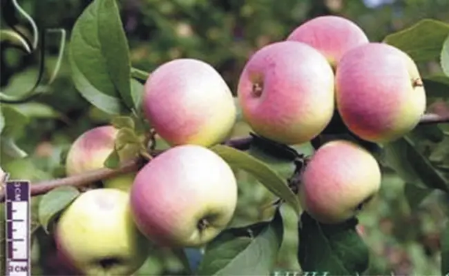 Описание сорта яблони Подарок садоводам: фото яблок, важные характеристики, урожайность с дерева