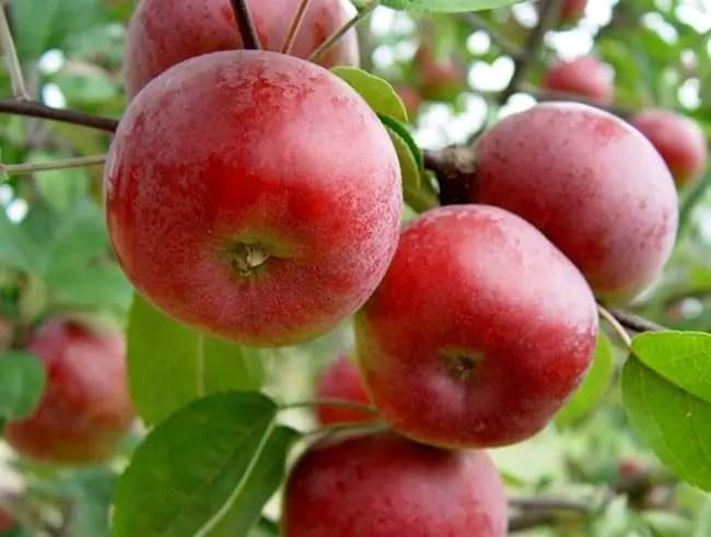 Описание сорта яблони Поспех: фото яблок, важные характеристики, урожайность с дерева
