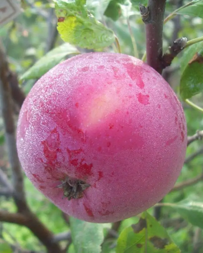 Сорт яблони Свежесть: фото, отзывы, описание, характеристики.