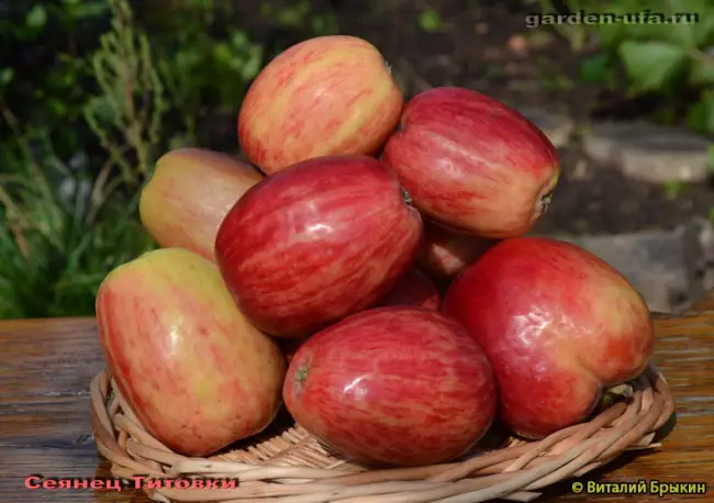 Вид плодовой культуры: Яблоня, сорт: Сеянец Титовки. Подробное описание, характеристики, достоинства и недостатки.