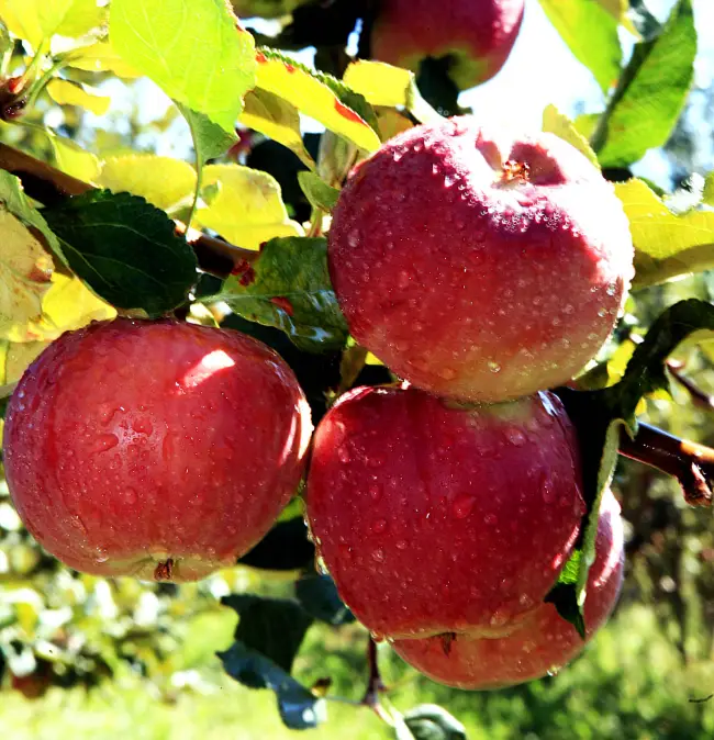 Яблоня СИМВОЛ — описание сорта, фото