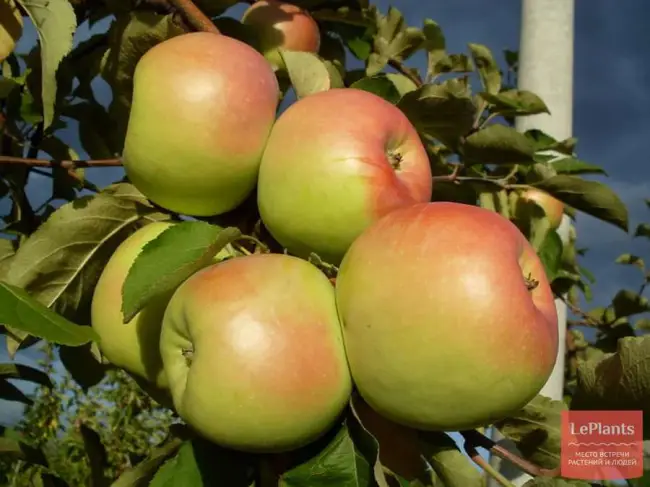 Описание яблони Синап минусинский. Плоды массой 44,0-50,0 г, широкоцилиндрические, ребристые. Созревают в середине сентября, в лежке хранятся до 3-х месяцев.