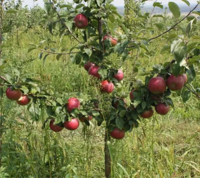 Карликовая яблоня Соколовское