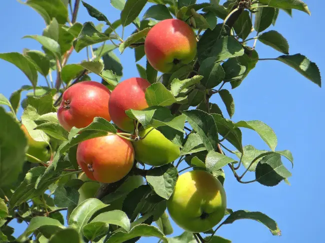 Яблоня солнечное описание сорта — Описание сорта яблони Солнышко: фото яблок, важные характеристики, урожайность с дерева