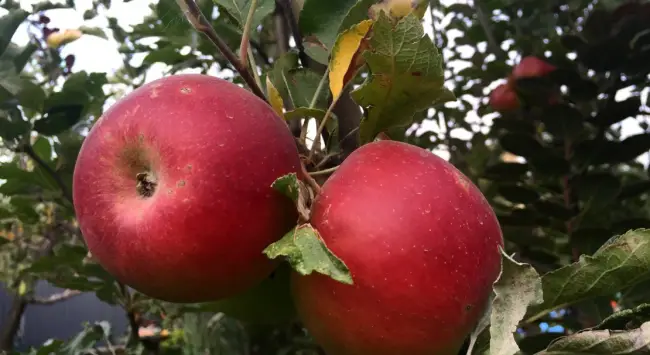 Описание сорта яблони Старкримсон: фото яблок, важные характеристики, урожайность с дерева