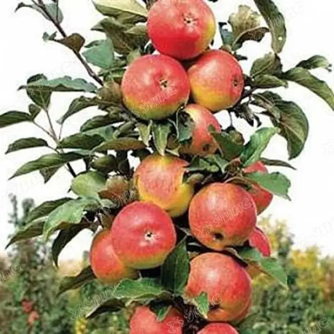 Колоновидная яблоня Триумф: фото и описание сорта, посадка и уход, опыление на балконе
