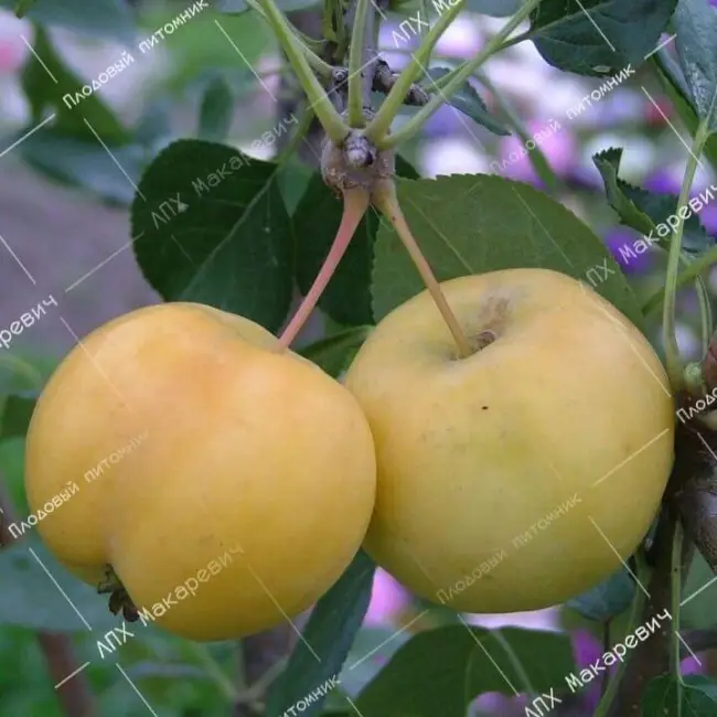 Уральская наливная яблоня: фото и описание сорта Selo.Guru — интернет портал о сельском хозяйстве