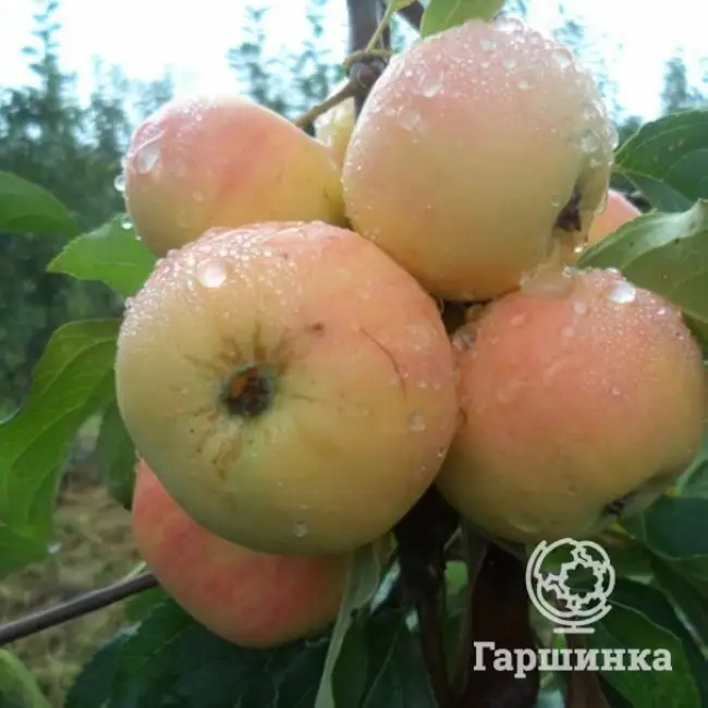 Описание сорта яблони феникс алтайский преимущества и недостатки урожайность | Экономика | Селдон Новости