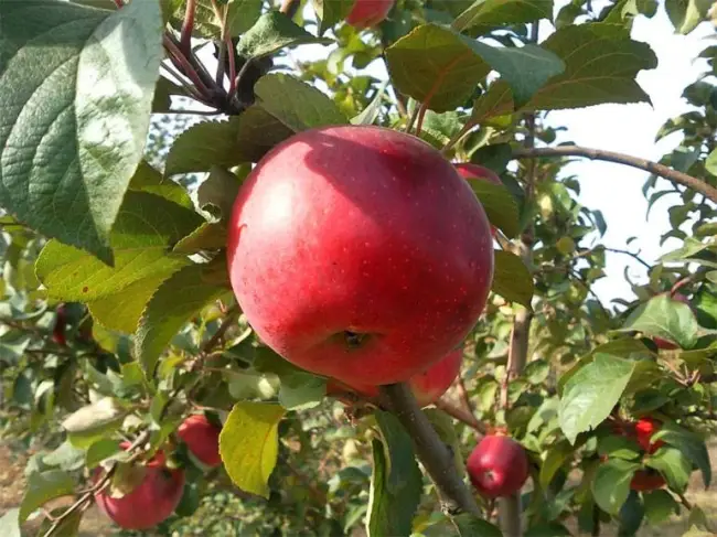 Сорт яблони Флорина, описание, характеристика и отзывы, а также особенности выращивания данного сорта