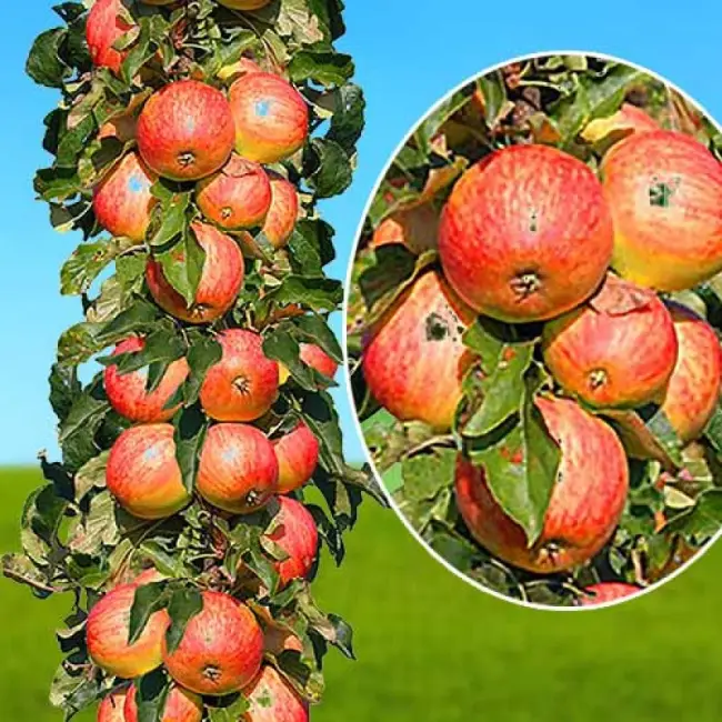 Яблоня Червонец, характеристика и описание сорта с фото. Урожайность и отзывы садоводов