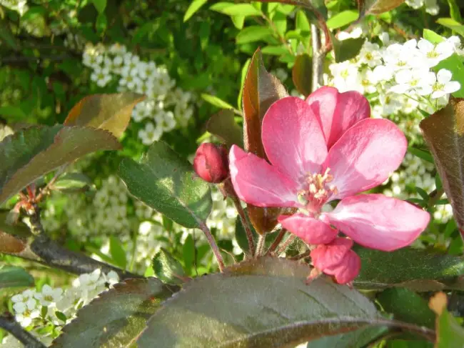 ШАФРАН САЯНКИЙ — УКРАШЕНИЕ САДА!!!  Яблоня соединяет в себе красивые розовые цветы и вкуснейшие плоды. Да еще и с очень высокой зимостойкостью!!!