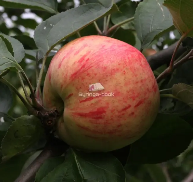Описание сорта яблони Юбиляр: фото яблок, важные характеристики, урожайность с дерева