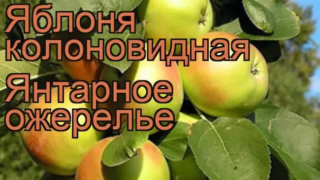Описание сорта яблони Янтарное ожерелье: фото яблок, важные характеристики, урожайность с дерева