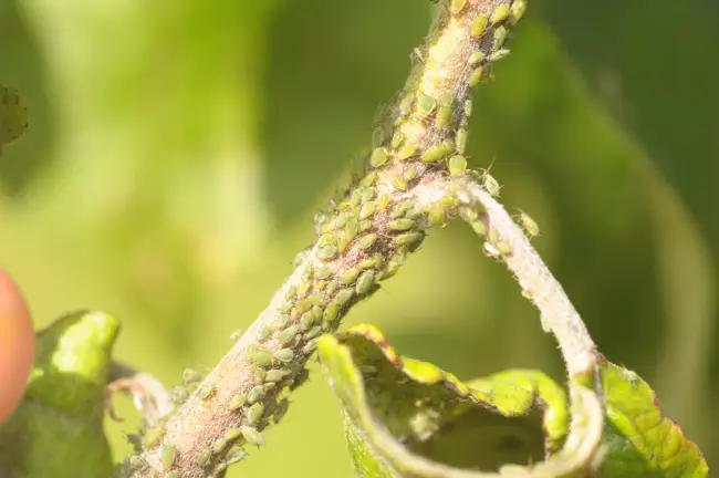 Зеленая яблонная тля на рябине — Вредители на рябине | Садовод (Усадьба)