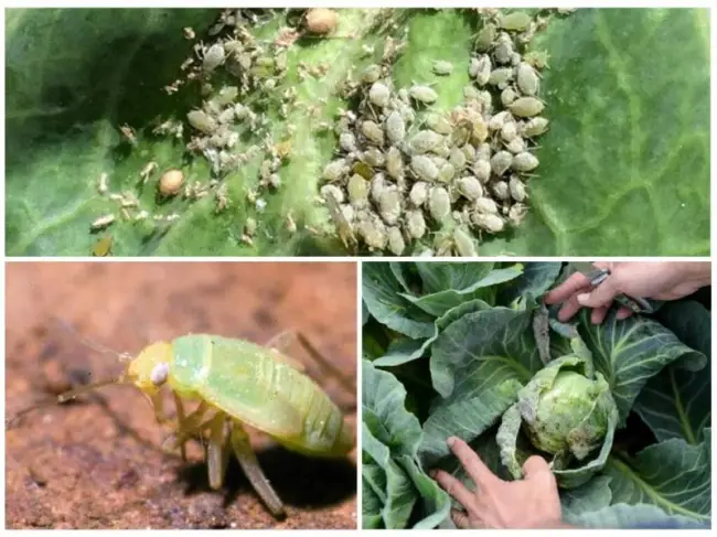 Капустная моль Plutella maculipennis. Описание насекомого и способы борьбы с личинками капустной моли