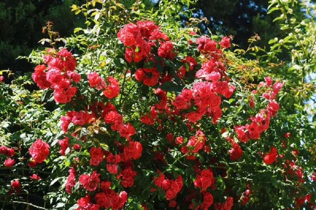 Плетистая роза Красный маяк: описание и фото, отзывы