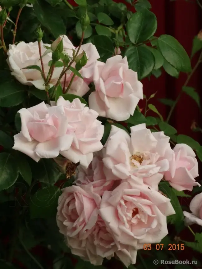 Роза нимфа описание сорта — Роза Nahema — отзыв