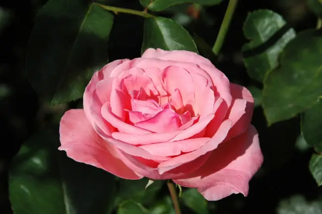Роза флорибунда Персис (Rosa floribunda Persis)