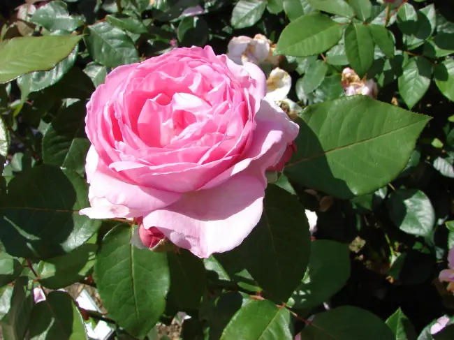 Роза ренессанс описание сорта — Rosa ‘Clair Renaissance’ — Википедия