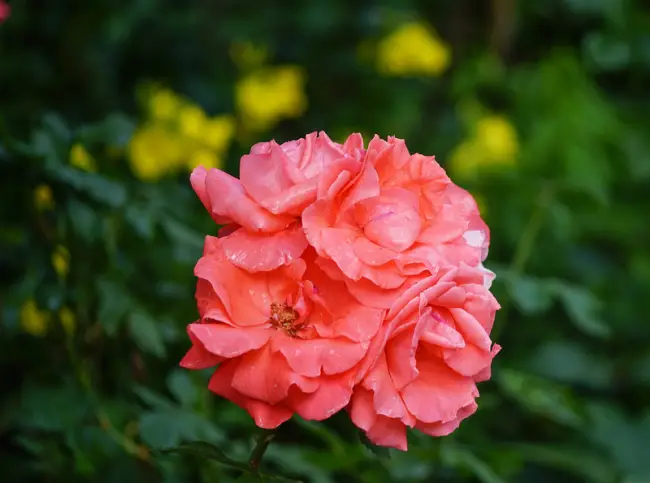Роза солярис описание сорта