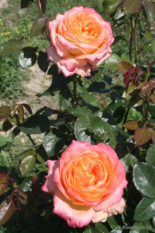 Роза янка описание сорта — Видео обзор розы Яна (Спрей) — Jana (Interplant Нидерланды) — YouTube