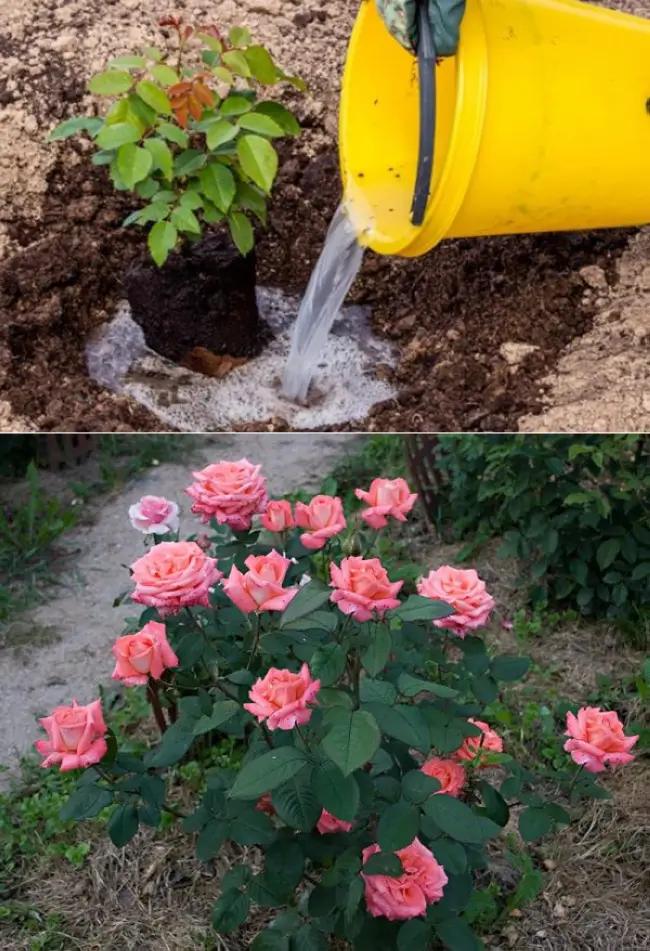 Нужно ли поливать розы. Удобрение для роз. Клумба с розами. Весенние удобрения для роз. Подкормить розы.