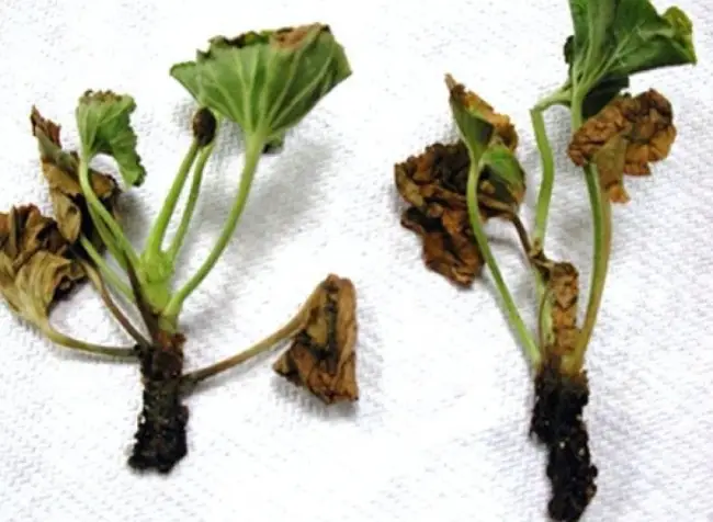 Черная ножка – опасное грибковое заболевание, поражающее овощные и цветочные культуры в основном в раннем возрасте. Черную ножку от других болезней легко отличить по появлению темного кольца у основания стебля.