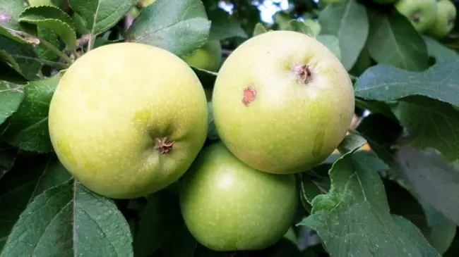яблоня Осиповское — Сорта яблони  — Сорта плодово-ягодных культур — Сайт о садоводстве