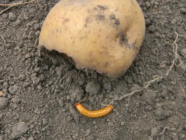 Проволочник: как избавиться на картофельном участке, фото, средства, борьба на моркови