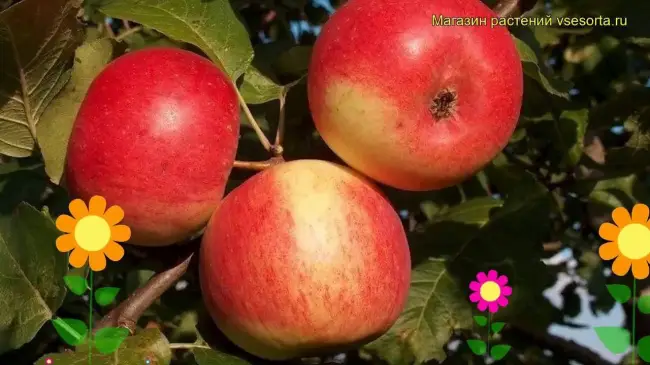 Яблоня Серебряное копытце — фото и описание сорта, отзывы