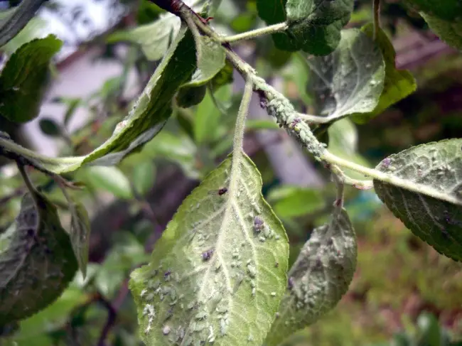 Вредители сливы – как распознать и как с ними бороться, описание с фото, чем обработать сливовые деревья от вредных насекомых