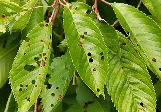 Листья в дырочку: клястероспориоз косточковых