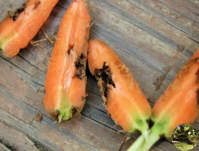 Морковная муха: как бороться и защитить морковь
