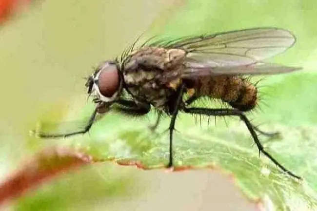 Свекловичная минирующая муха | описание, фотографии, способы борьбы.
