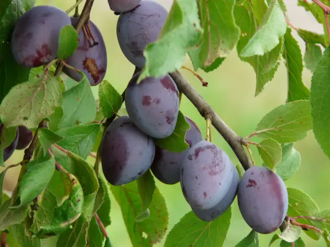 Слива Ночка — Сорта сливы  — Сорта плодово-ягодных культур — Сайт о садоводстве