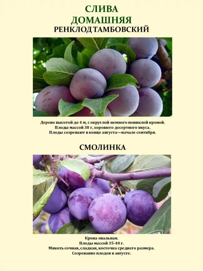 Слива Пониклая — Сорта сливы  — Сорта плодово-ягодных культур — Сайт о садоводстве