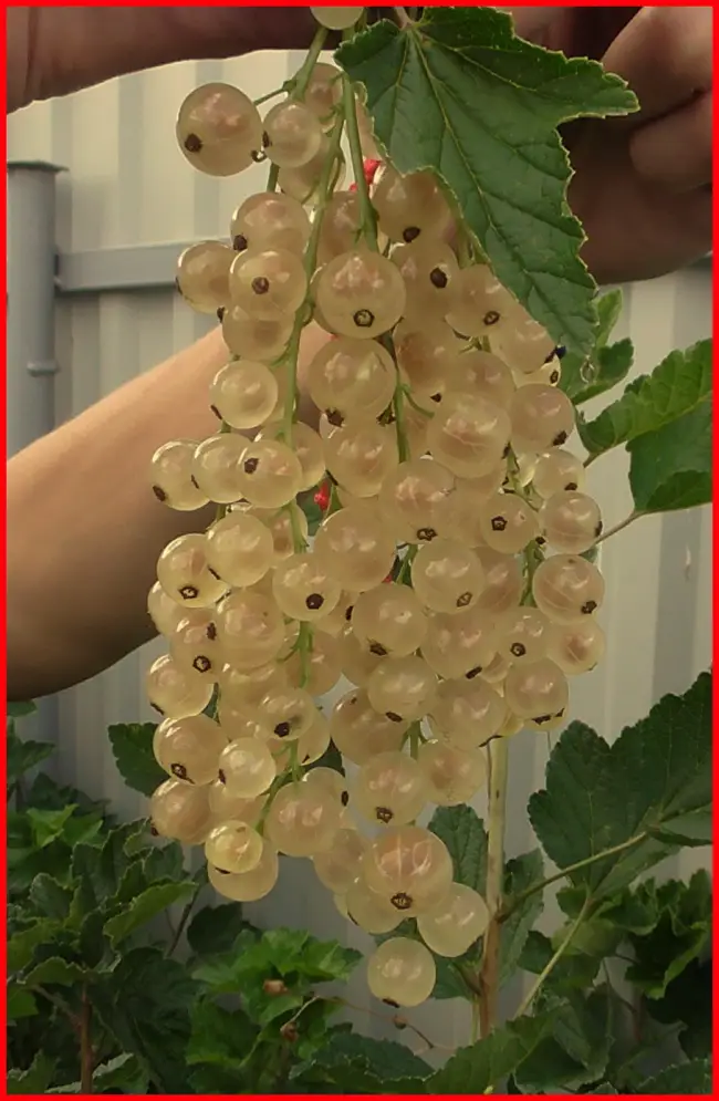 Смородина Баяна — описание сорта белой смородины
