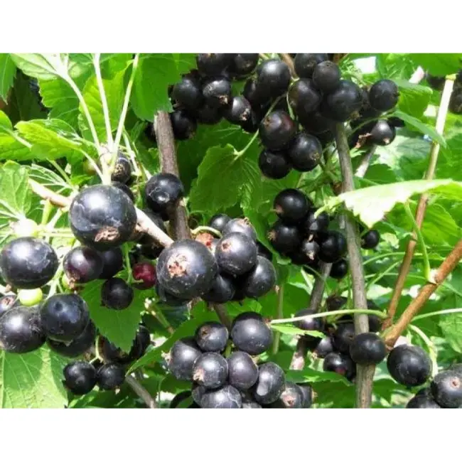 Особенности черной смородины “Деликатес”