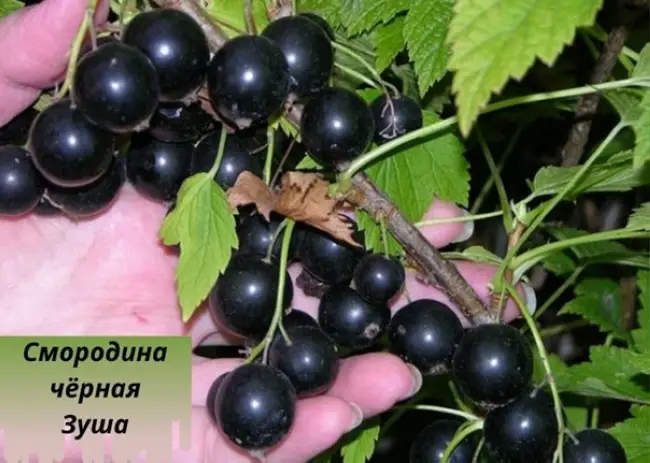 Дубровская — сорт растения Смородина черная