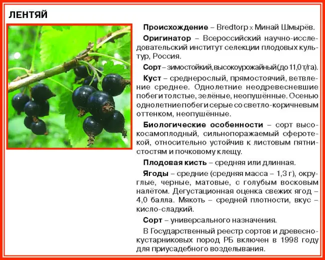 Крупноплодный сорт чёрной смородины Загадка: внешний вид и описание сорта, фото