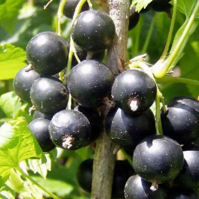 Смородина черная Катюша: описание и характеристика сорта, фото, отзывы садоводов