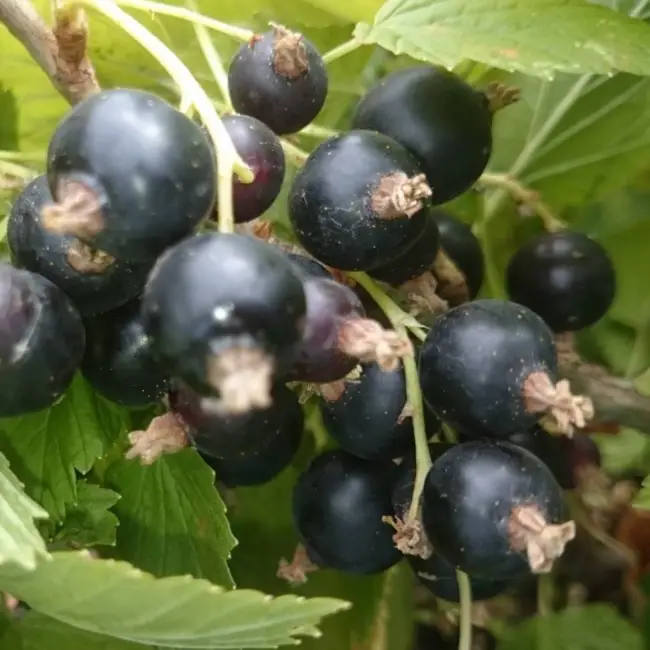 Минай Шмырев — сорт растения Смородина черная