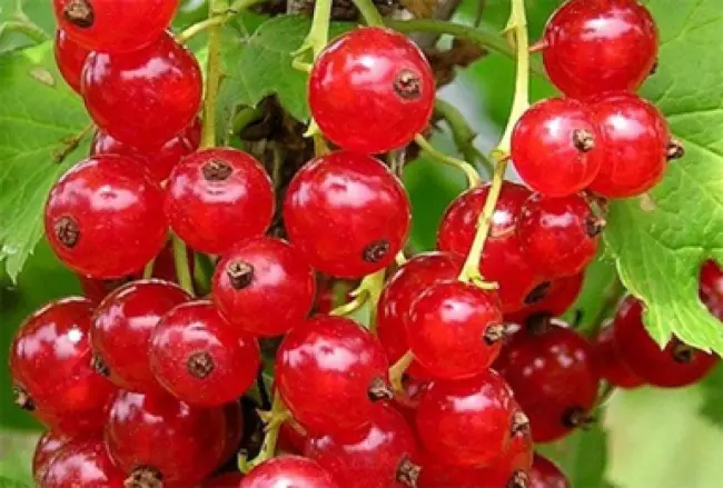 Смородина красная Натали: описание сорта, характеристика, отзывы, выращивание. размножение кустарника, обрезка, подкормка
