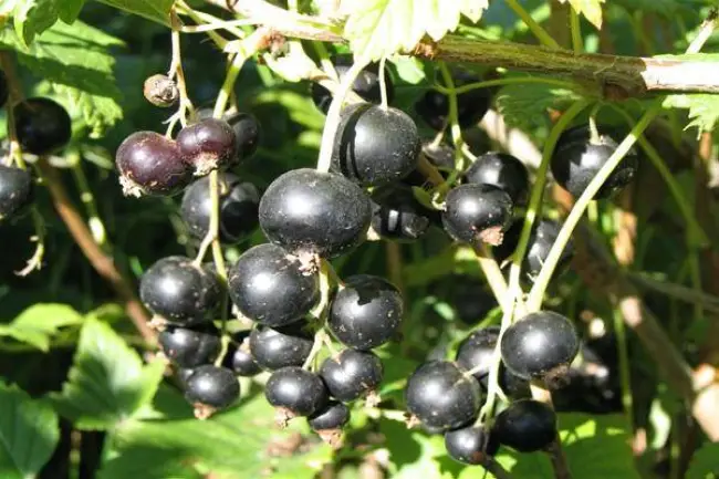 Шалунья - сорт растения Смородина черная