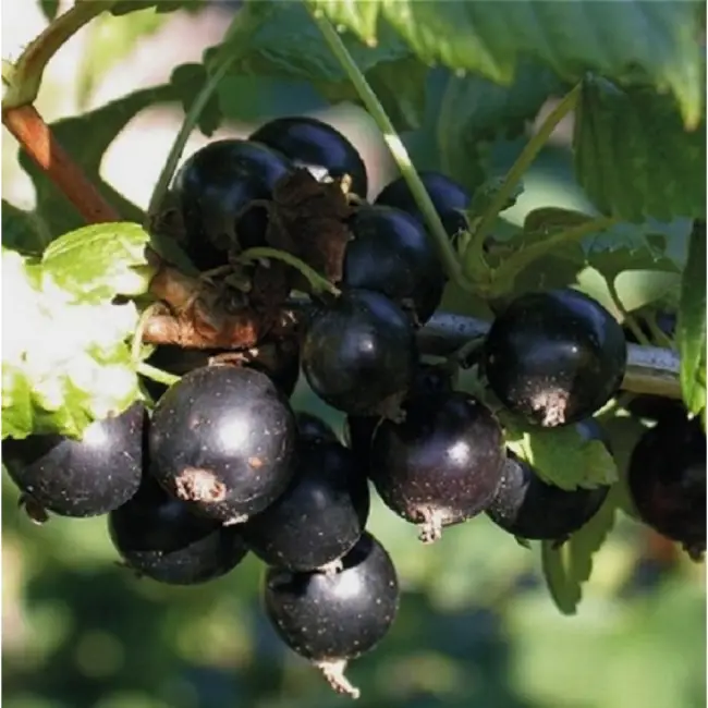 Сорт крупноплодной чёрной смородины Экзотика: внешний вид и описание сорта, фото, отзывы